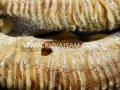 Pečena štuka (foto: kuvajsam.com)